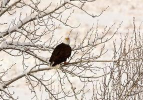 Bald Eagle perched in tree photo