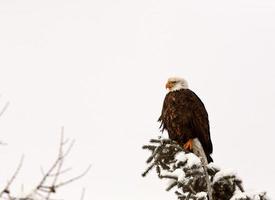 Bald Eagle perched in tree photo