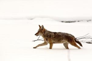 coyote corriendo por un campo cubierto de nieve foto