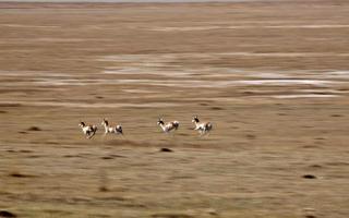 Pronghorn Antelope bounding across the Prairies photo