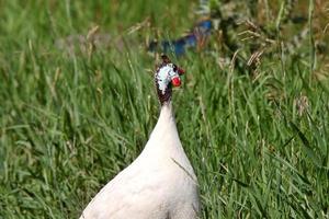 gallina de guinea en saskatchewan foto