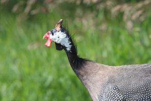 Guinea Fowl in Saskatchewan photo