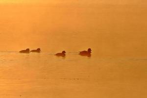 Ducks on pond at sunset photo