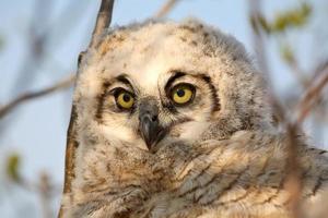 Owlet in nest in Saskatchewan photo