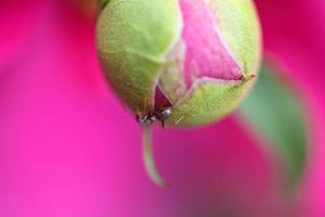 insecto en flor de apertura en flor escénica de saskatchewan foto