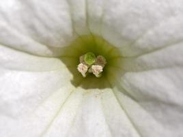 flor que florece en el pintoresco saskatchewan foto