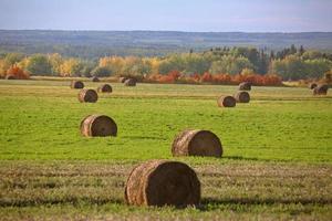 pacas de heno en un campo de alberta foto