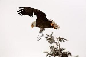 Bald Eagle taking flight from tree photo