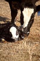 New born calf being licked clean by mother photo
