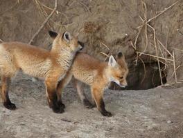 dos cachorros de zorro rojo fuera de su guarida foto