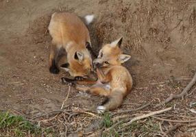 dos cachorros de zorro rojo jugando fuera de su guarida foto
