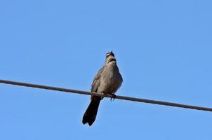 Flycather garganta de ceniza en la sobrecarga wir foto