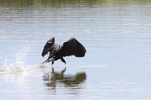 Cormorant taking flight from water photo