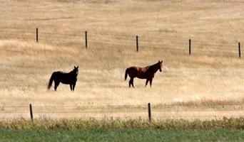 Two horses in pasture photo