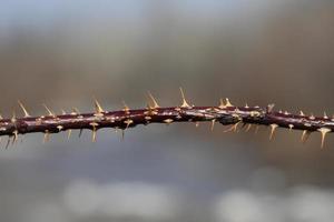 Thorns on a Branch close up photo