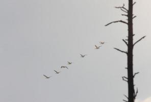 Canada Geese Flyng in the Mist photo