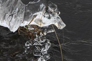 escultura de hielo natural en el río saskatchewan canadá foto