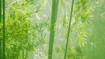 Bamboo forest in southern China video