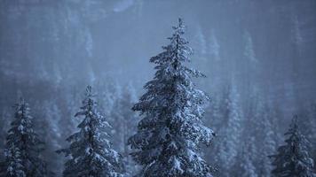 ochtend winter bos in de Karpaten video