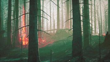 la catastrophe des incendies de forêt tropicale brûle causée par l'homme