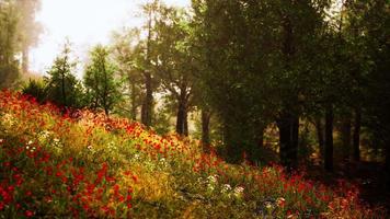 Nebeliger Sommermorgen in den Bergen video