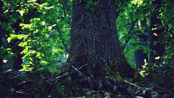 bellissimo muschio verde brillante cresciuto copre le pietre grezze video