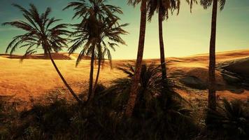 palme nel deserto del Sahara video