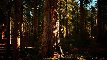 Scale of the giant sequoias of Sequoia National Park video