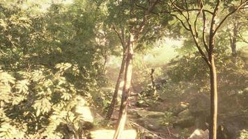 beautiful green forest glade in a light of sun video