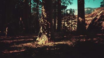 Giant sequoia trees towering above the ground in Sequoia National Park video