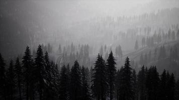 Morning winter forest in Carpathian Mountains video