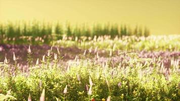 campo com flores durante o pôr do sol de verão video