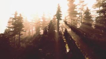 mágico paisaje oscuro del bosque otoñal con rayos de luz cálida video