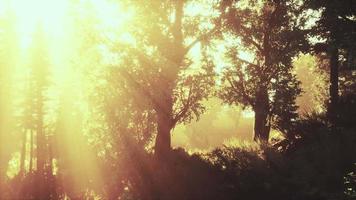 forêt de hêtres illuminée par les rayons du soleil à travers le brouillard video