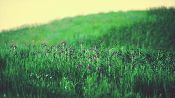 schönes Wiesenfeld mit frischem Gras video