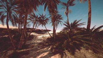 Palmen der Oase in der Wüstenlandschaft video