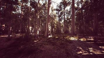 Giant sequoia trees towering above the ground in Sequoia National Park video