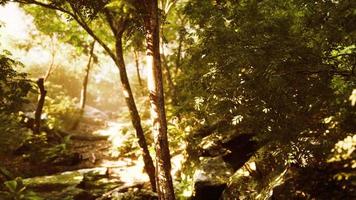 bosque nocturno con sol y luz de volumen video