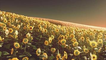 Sunflower field bathed in golden light of the setting sun video
