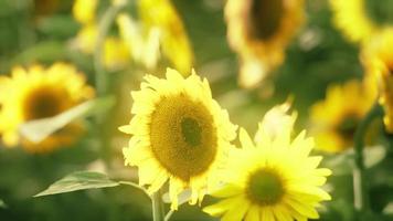 champs de tournesols dans la chaude lumière du soir video