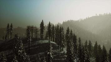 Morning winter forest in Carpathian Mountains video