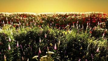 campo con flores durante el atardecer de verano video