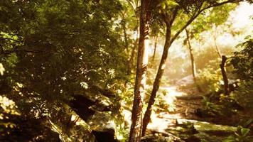 kleurrijk mystiek bos met zonnestraal en lensflare in de ochtend video