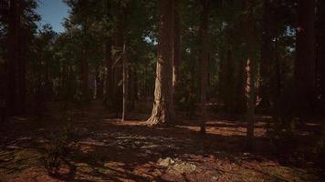 Sequoia Tree in Yosemite National Park video