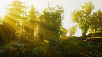 Forest of Beech Trees illuminated by sunbeams through fog video