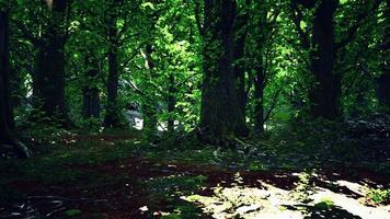 paisaje de bosque verde con el sol lanzando hermosos rayos a través del follaje video