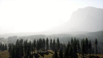 hermosa vista de la puesta de sol en el bosque de cedros frente a la cordillera de sayan video