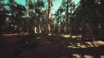 gigantische sequoia-bomen torenhoog boven de grond in sequoia nationaal park video