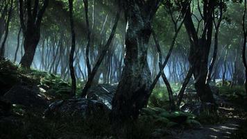 assustador místico magia profunda floresta video