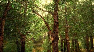 märchenhafte, gruselig aussehende Wälder an einem nebligen Tag
